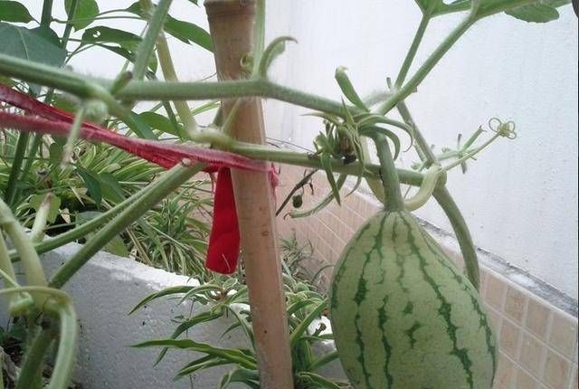 无籽西瓜是种子植物吗为什么