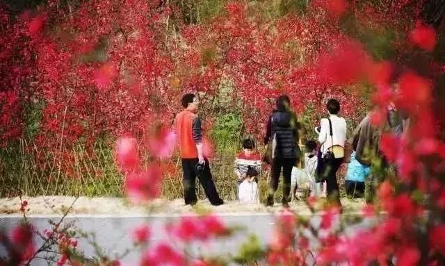 春日长寿变“花花世界” 海棠樱花郁金香等你来