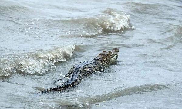 黄浦江边有鳄鱼晒太阳！是何品种、会不会伤人？专家判定