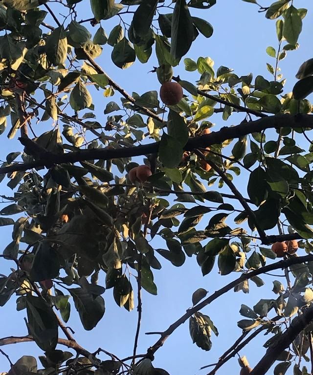 柚子皮切丝太累，喝起来总有苦味？要做好蜂蜜柚子茶先看这篇文章