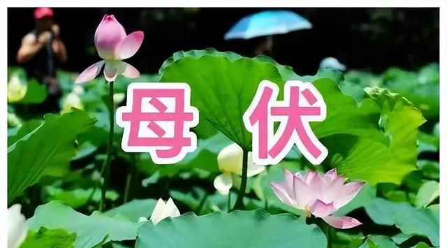 三伏到，俗语“午日起伏头，热到中秋后”，今年秋后热不热？