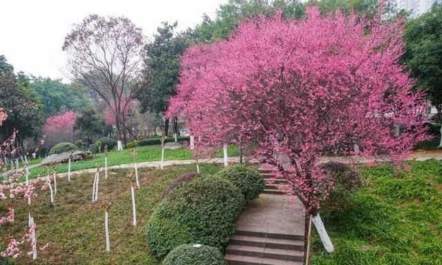 梅花开啦！重庆赏梅地图出炉，这波全都是可以免费赏的