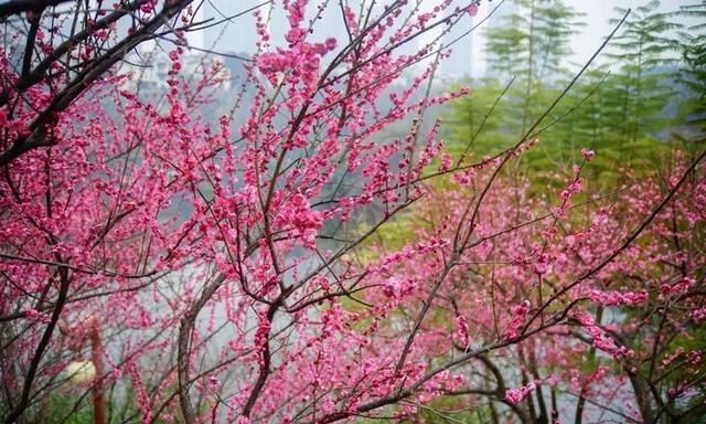 梅花开啦！重庆赏梅地图出炉，这波全都是可以免费赏的