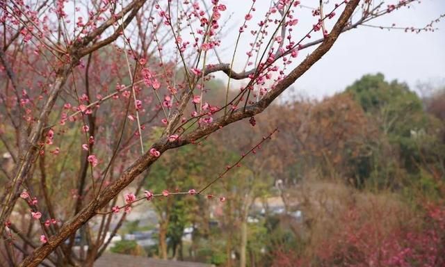 梅花开啦！重庆赏梅地图出炉，这波全都是可以免费赏的