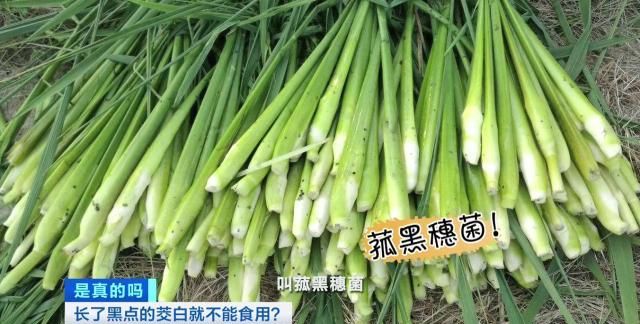 长了黑点的茭白是发霉了？假的！它是一种菌，对健康无害