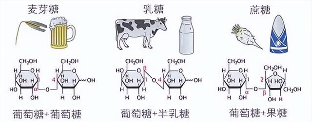 糖的种类及乳糖不耐症