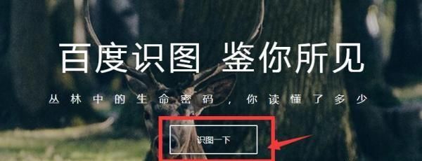 使用百度识图，用图片搜索图片，手机和电脑如何用百度识图？图13