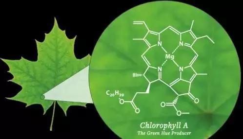 蒸完紫薯的水竟然是绿色的，我的紫薯被染色了吗？