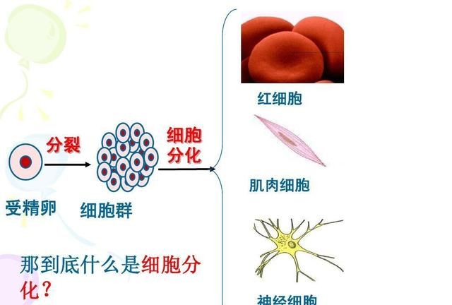 “蟹坚强”8条腿全断，1个月断腿重生、存活1年，人类有望仿照？