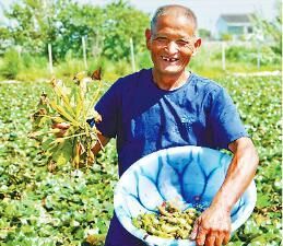 又到吃菱角好时节 宁波首批菱角来尝鲜啦