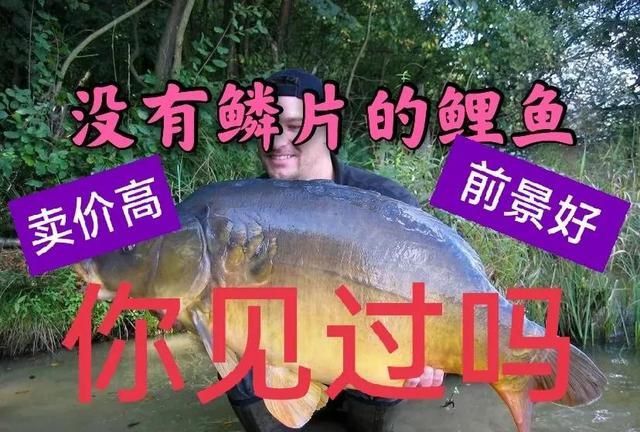 没鳞片的鲤鱼，你认识吗？能不能吃，价钱如何？一文说清