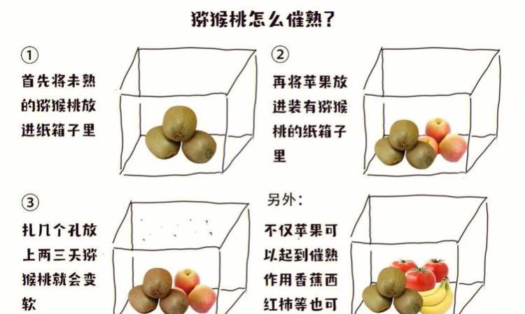 10分钟催熟猕猴桃