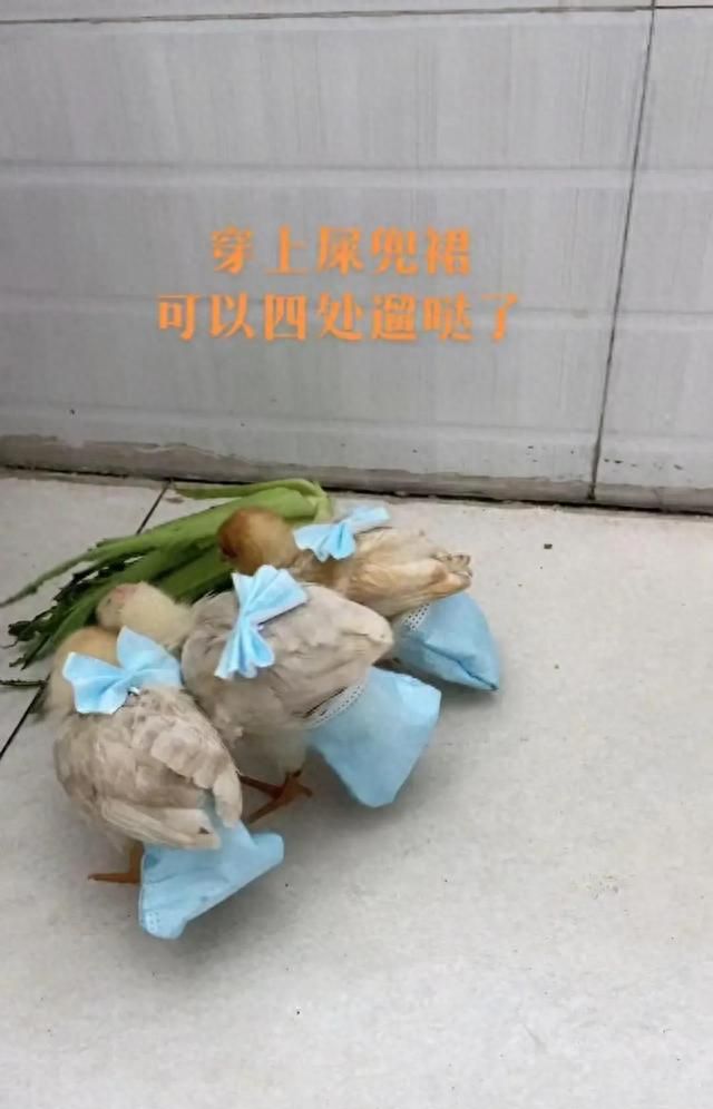 女子用口罩给小鸡做纸尿裤，被网友怒赞：那个蝴蝶结才是灵魂