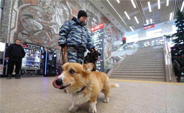 警犬的标准是什么？中华田园犬这么聪明，为何当不了警犬？