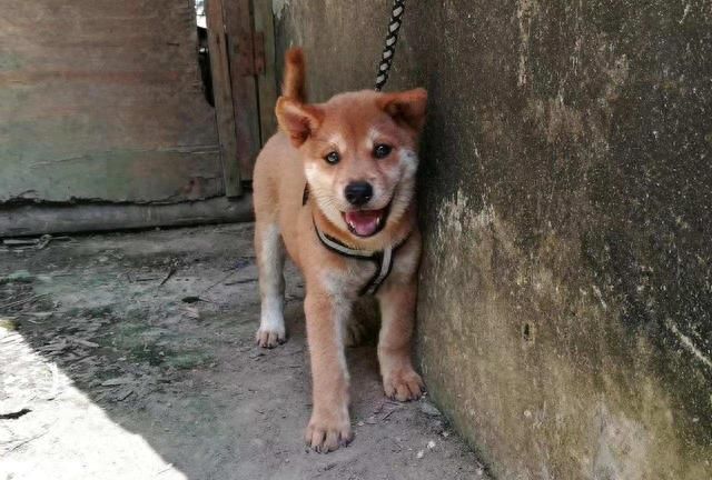 警犬的标准是什么？中华田园犬这么聪明，为何当不了警犬？