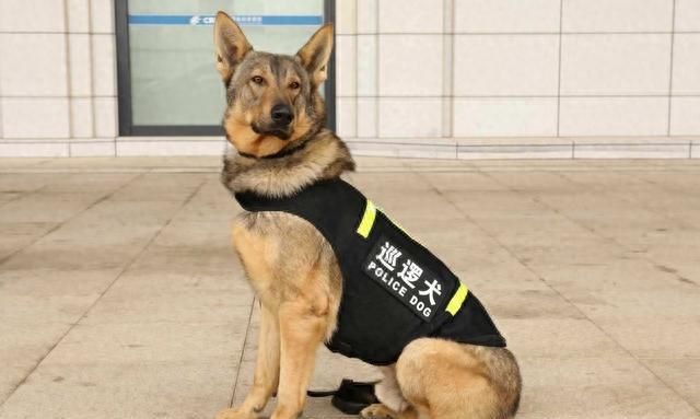 警犬的标准是什么？中华田园犬这么聪明，为何当不了警犬？