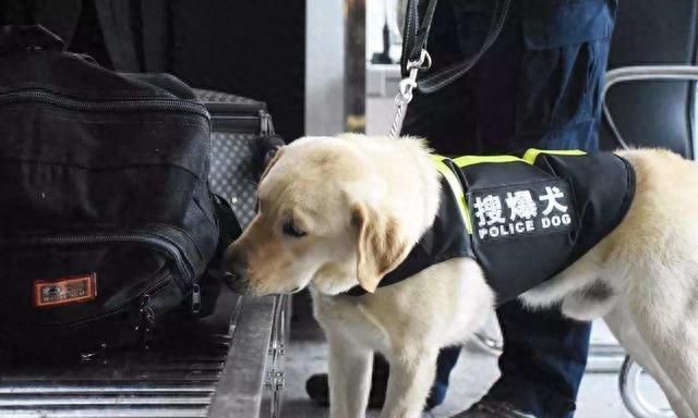 警犬的标准是什么？中华田园犬这么聪明，为何当不了警犬？