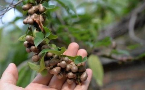 怎么防止山药豆发芽
，山药豆发芽能种成绿植吗？