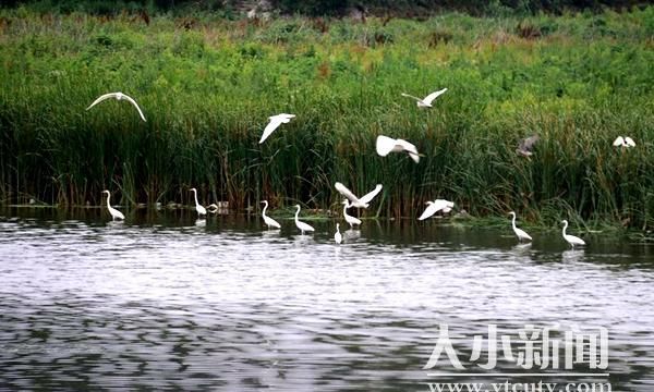 白色精灵来了！上百只白鹭安家外夹河