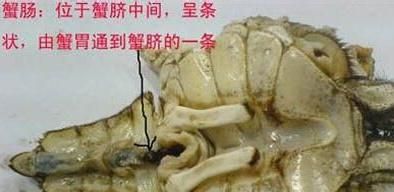 煮熟的大闸蟹可以冷冻保存吗(大闸蟹煮熟了冷冻可以保存多久)图4