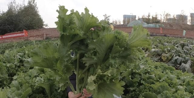 这3种蔬菜，长得好看，味道香，适合家庭种植，千万别错过了